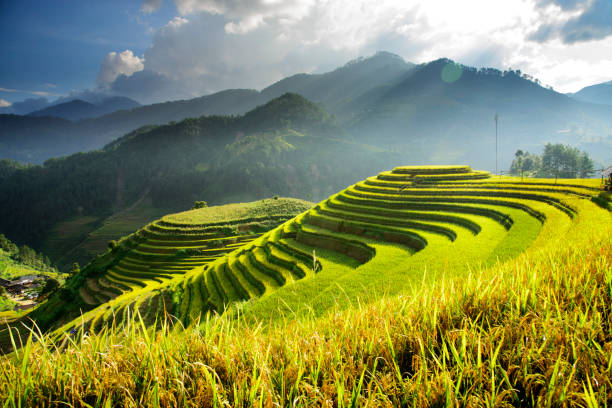 istock Golden terraces rice filed in MuCangChai 858067714