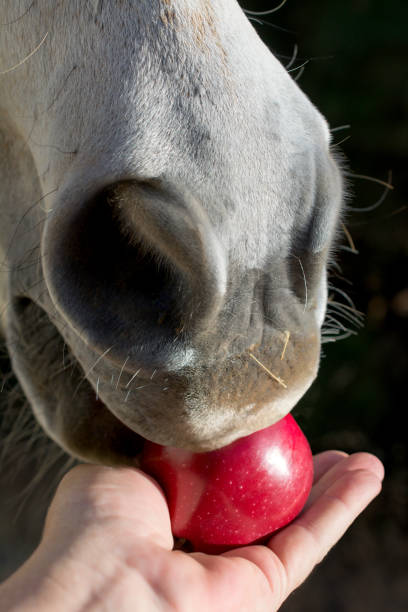 fütterung eines pferdes einen apfel - pferdeäpfel stock-fotos und bilder