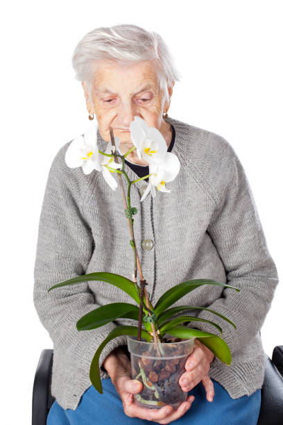 istock Elderly female holding an orchid 858079400