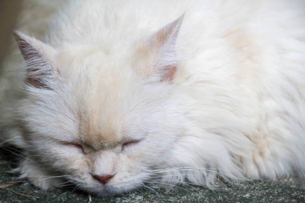 istock cat with white long hair 858079842