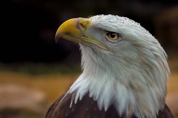 istock Close Up Head Shot of American Eagle 858083768