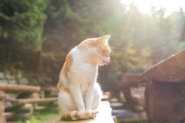 red cat lying and resting in the autumn on a wooden bench in the garden.