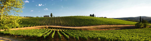 schöne weinberge und blauer himmel in chianti, toskana. italien - wine region stock-fotos und bilder