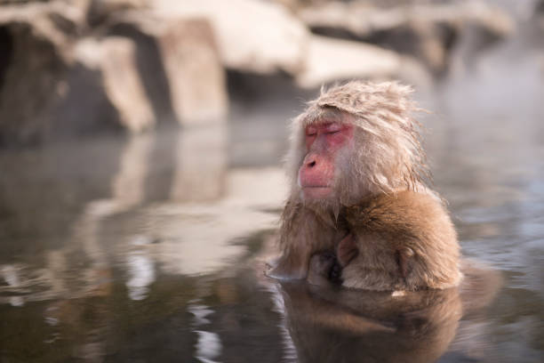 una scimmia selvatica entra in una sorgente termale, scimmia delle nevi a nagano, in giappone. - jigokudani foto e immagini stock