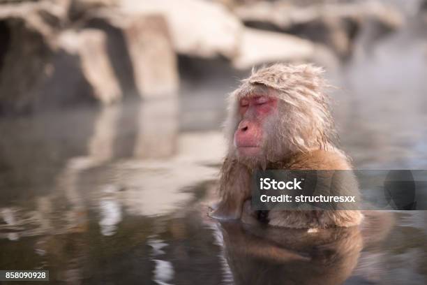 A Wild Monkey Enter A Hot Spring Snow Monkey In Nagano Japan Stock Photo - Download Image Now
