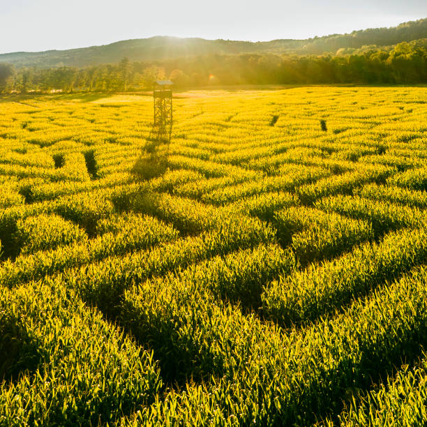 The huge Halloween's Corn Maze in Pennsylvania, Poconos Region stock photo