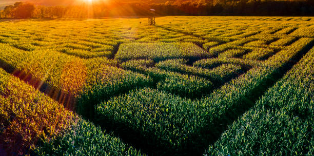 istock The huge Halloween's Corn Maze in Pennsylvania, Poconos Region 858091290