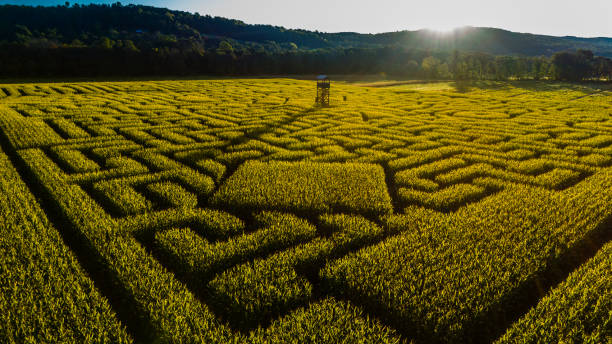 istock The huge Halloween's Corn Maze in Pennsylvania, Poconos Region 858091296