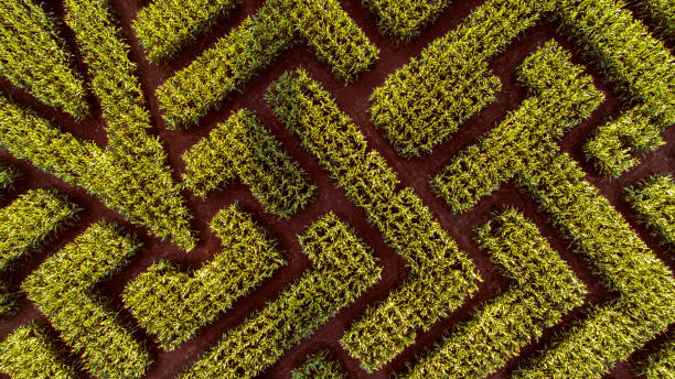 The huge Halloween's Corn Maze in Pennsylvania, Poconos Region