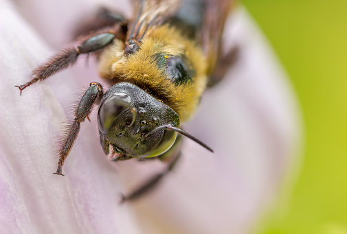 A simple clean macro image of a bumble bee on a flower