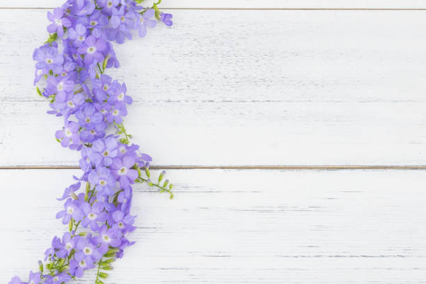 istock Purple flowers on white wood background with copy space 858092232