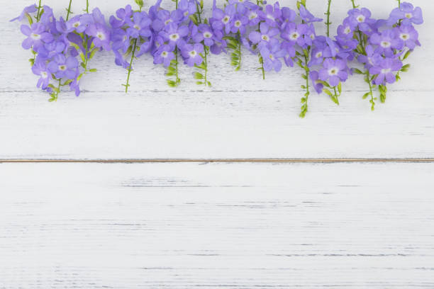 istock Purple flowers on white wood background with copy space 858092240