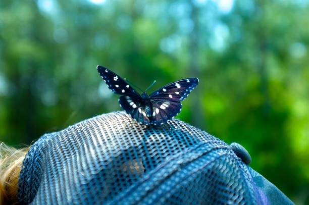istock Black butterfly sitting on a cap. Close-up image. Summer sunny day. 858094796