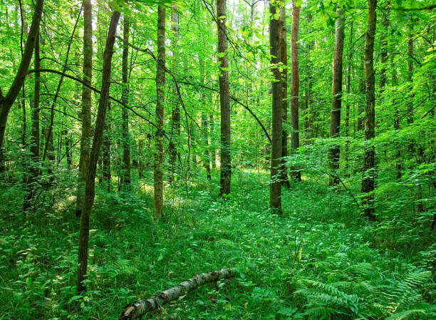 istock a cool summer morning in the Russian forest 858099470