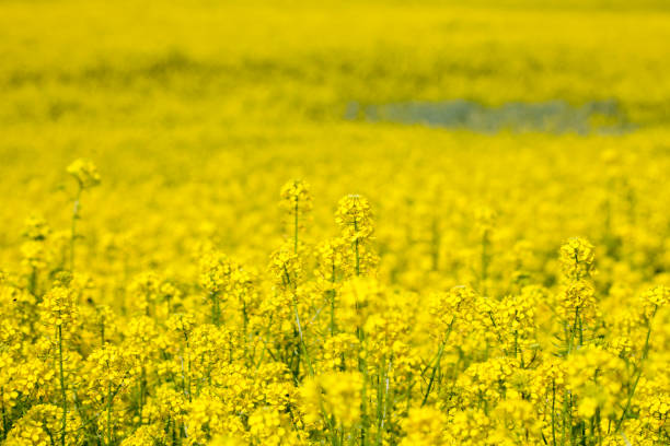 istock Rapeseed flowers field. Yellow background 858102296