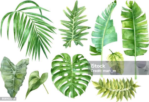 Watercolor Set Of Tropical Leaves Stock Illustration - Download Image Now - Leaf, Watercolor Painting, Tropical Climate