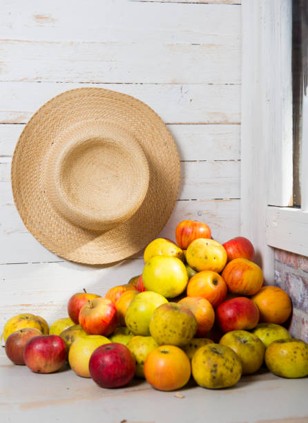 beautiful red and yellow apples from Normandy