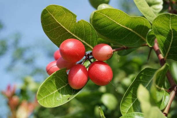istock Carissa carandas fruit 858103020