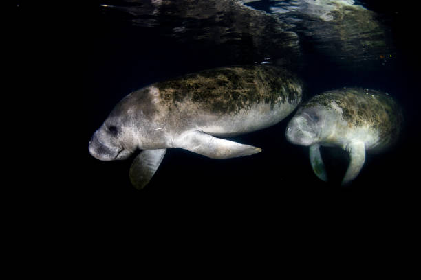 istock florida manatee close up portrait approaching snorkelist 858107184