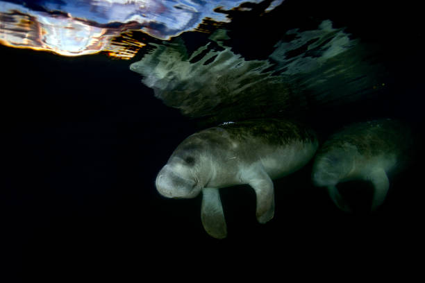 istock florida manatee close up portrait approaching snorkelist 858107218