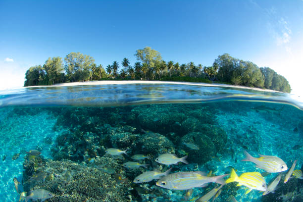 istock split-level of coral reef and island 858110038