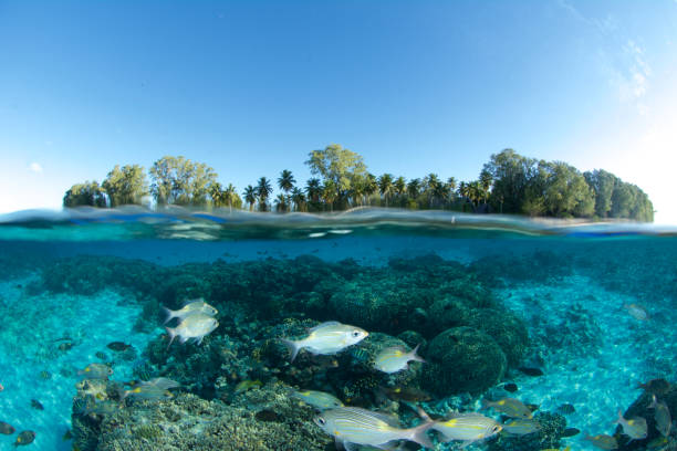 istock split-level of coral reef and island 858110684