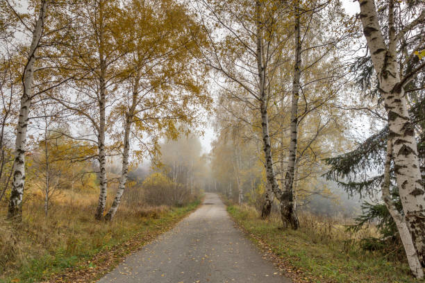 istock Autumn Landscape with yellow trees, Vitosha Mountain, Bulgaria 858112124