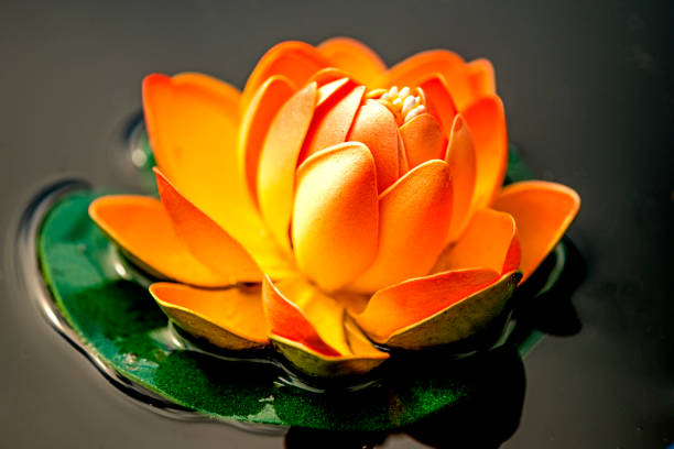 water lily, artificially in a barrel
