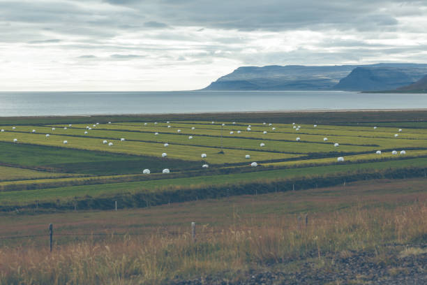 White Hay Rolls on a Green Field of Iceland. Horizontal shot