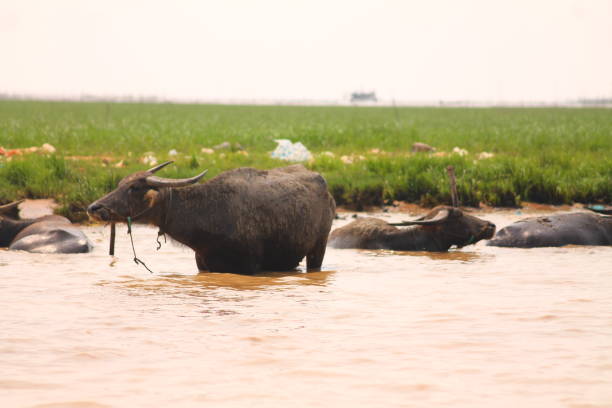 Water buffaloes relaxing in the water stock photo