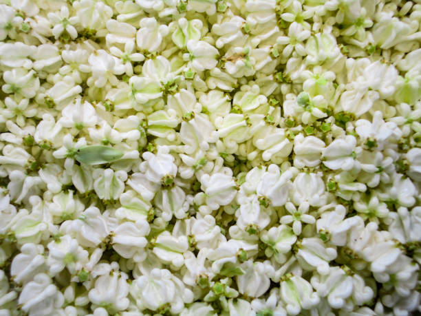 istock Flowers used for Phuang Malai 858115406