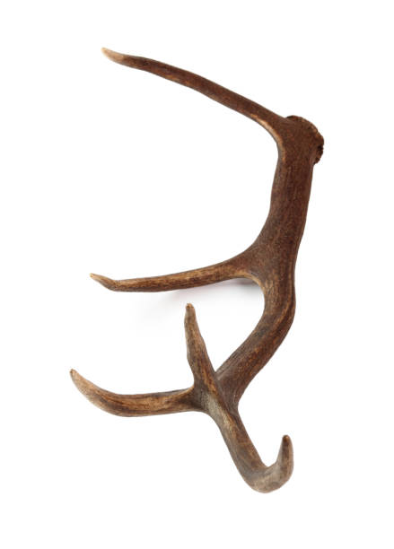 istock Red deer antler. Isolated on a white background. 858119208