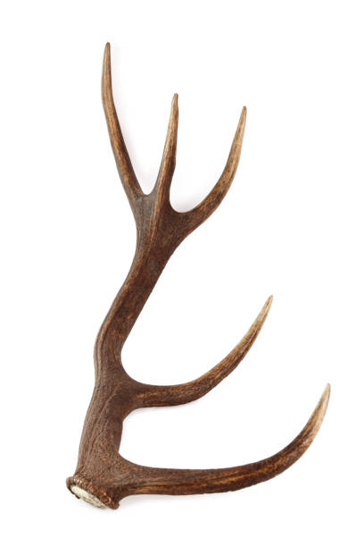 istock Red deer antler. Isolated on a white background. 858119304