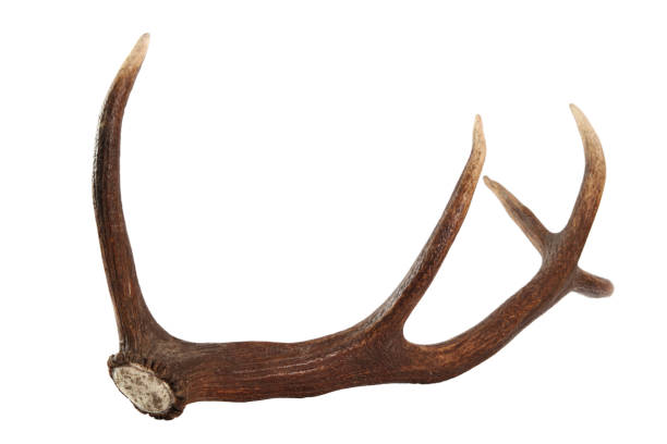istock Red deer antler. Isolated on a white background. 858119370