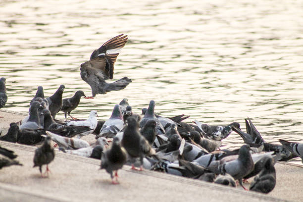 istock pigeons on the park 858119498