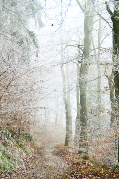 istock Autumn gives way to winter 858119916