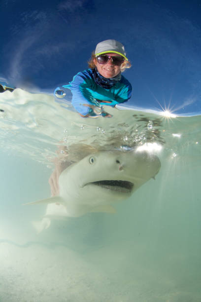 marine biologist releases shark marine biologist releases shark rescued from net biologist stock pictures, royalty-free photos & images