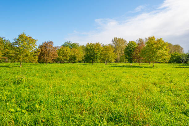 Trees in a sunny field below a blue cloudy sky in autumn