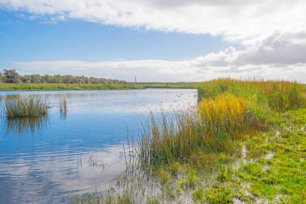 istock Lake shoreline with reed below a blue cloudy sky in autumn 858126778