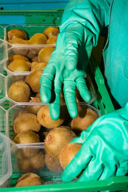 Photo of Close-up view of human hands packing kiwi fruit pieces into plastic boxes.