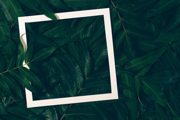 istock Creative layout made of green leaves with white paper frame. Top view, flat lay. 858127498