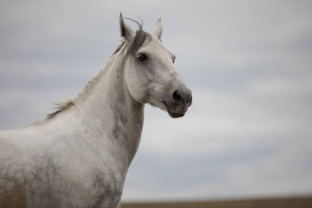 istock Wild white horse standing on the field 858128256