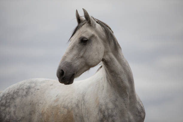 istock Wild white horse standing on the field 858128308
