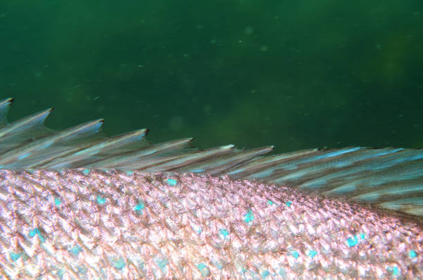 dorsal fin of australasian snapper - dorsal fin imagens e fotografias de stock