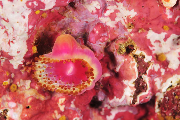 Single jewel anemone Corynactis australis on rock covered with pink coralline algae.