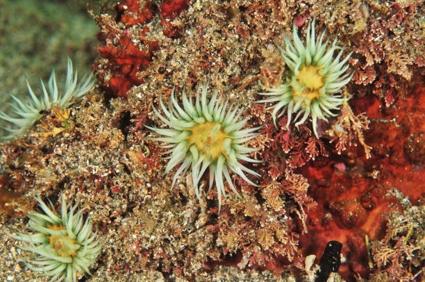 istock White striped anemones on rock 858128430