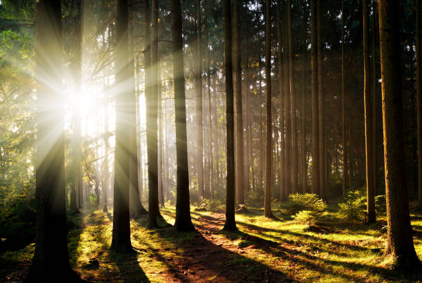istock Beautiful morning scene in the forest. 858130782