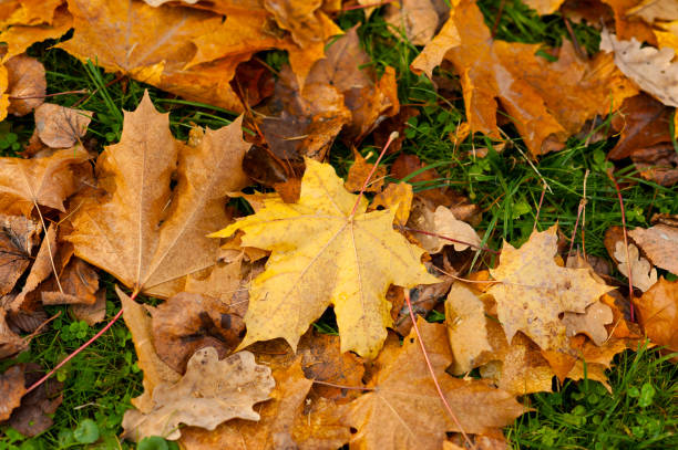 istock Autumn yellow leaves 858132576
