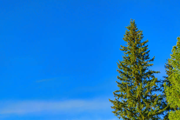 istock Branches of a coniferous tree against a blue sky 858134894