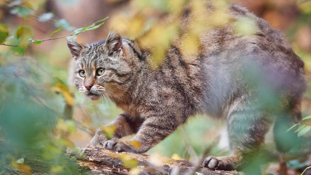 Wildcat Felis silvestris stock photo